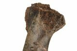 Fossil Hadrosaur (Edmontosaurus) Mandible Bone - South Dakota #192546-4